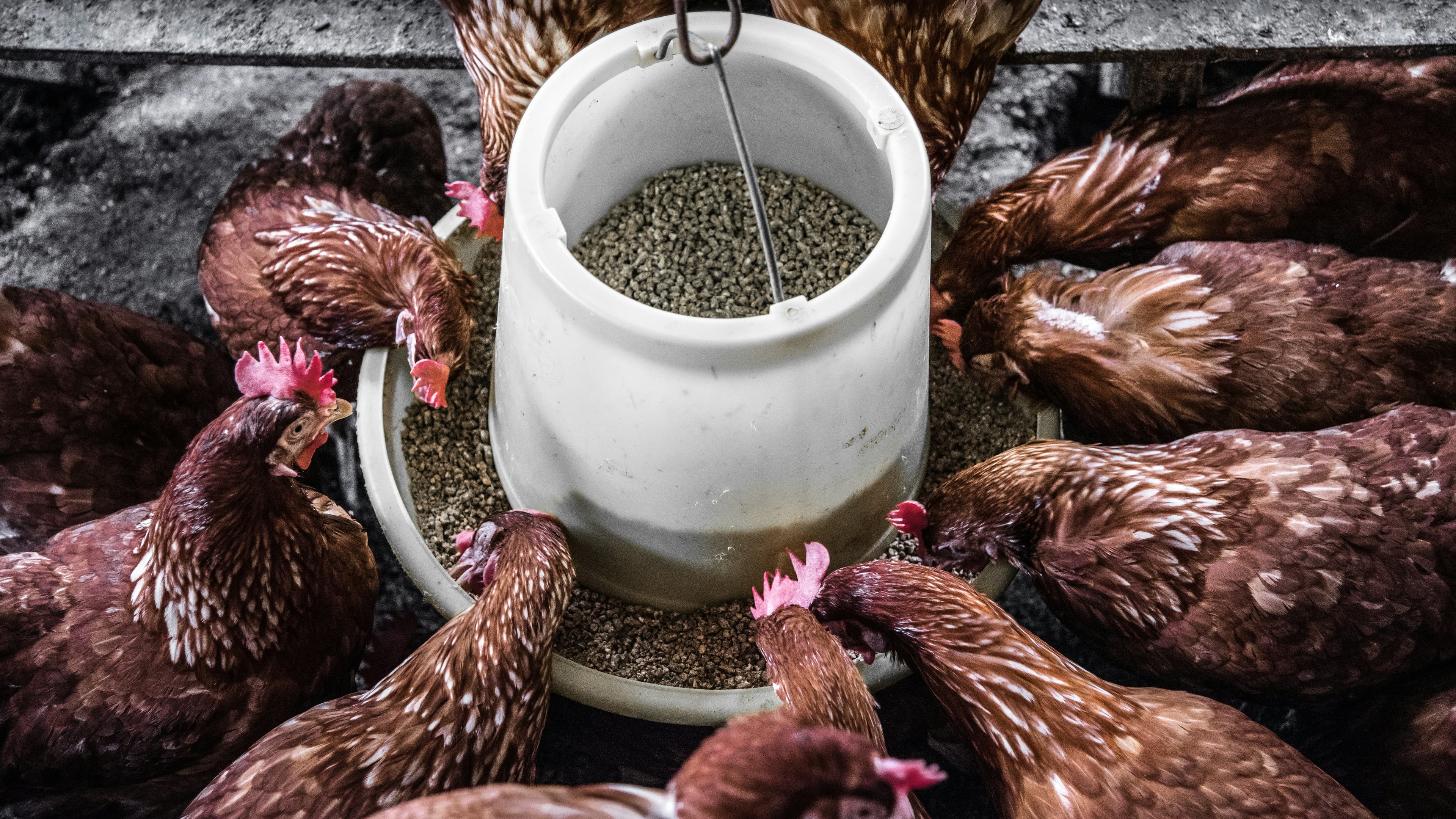 Fresh MrFowl Chicken