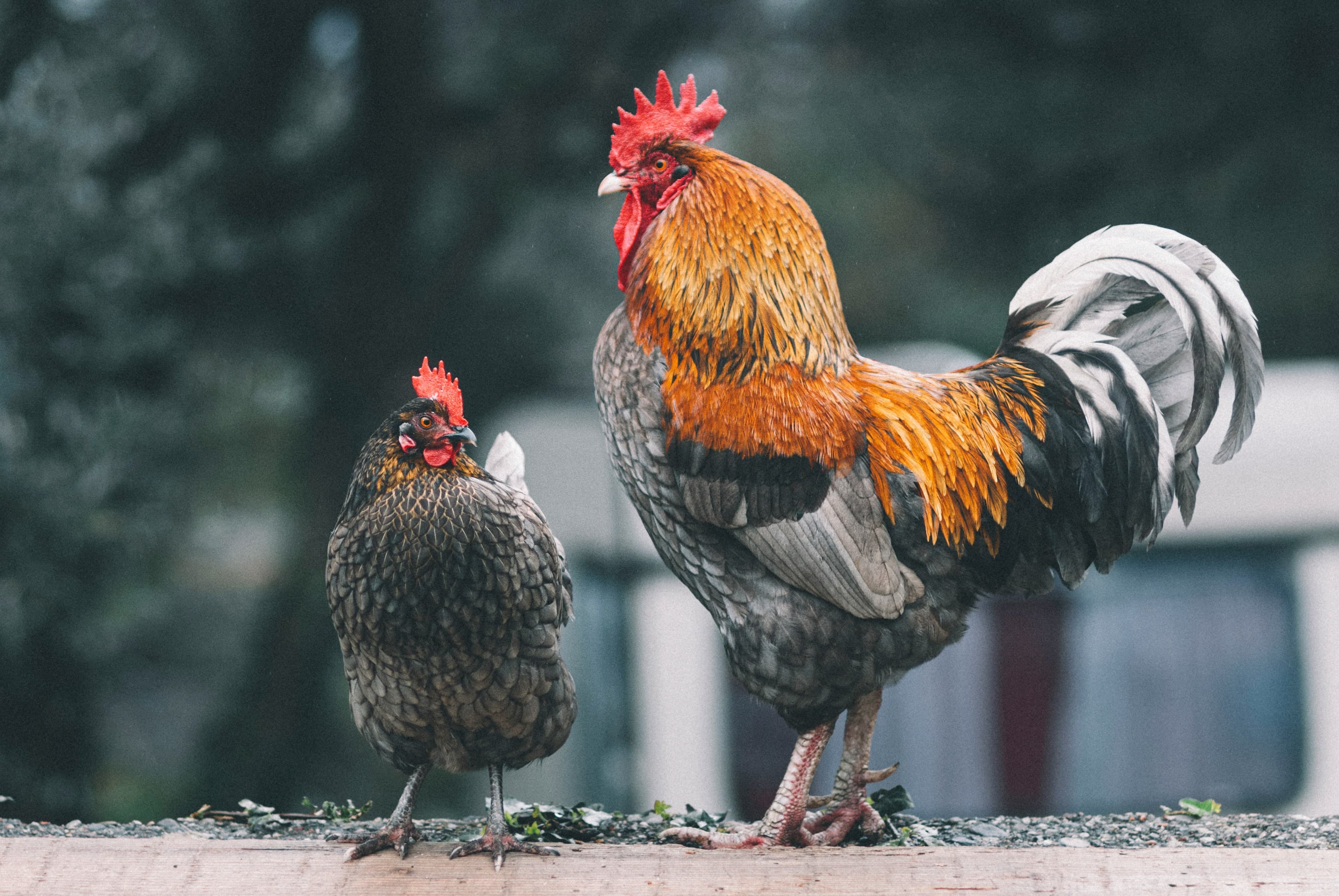Premium Fresh Chicken - MrFowl