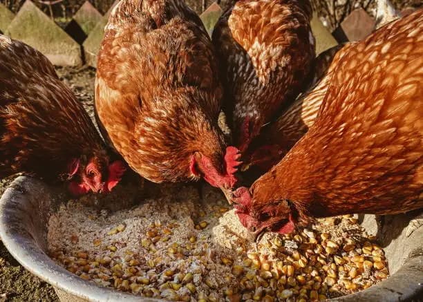 Happy Free-Range Birds